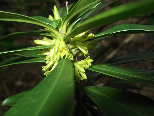 Un autochtone de valeur:daphne laureola un bois-joli persistant à fleurs vertes!