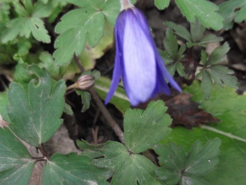 Anemone blanda attend le soleil pour s'ouvrir...