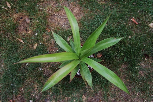 lurida_02 (500x332).jpg