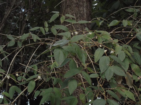 Lonicera fragrans :non stop depuis octobre!