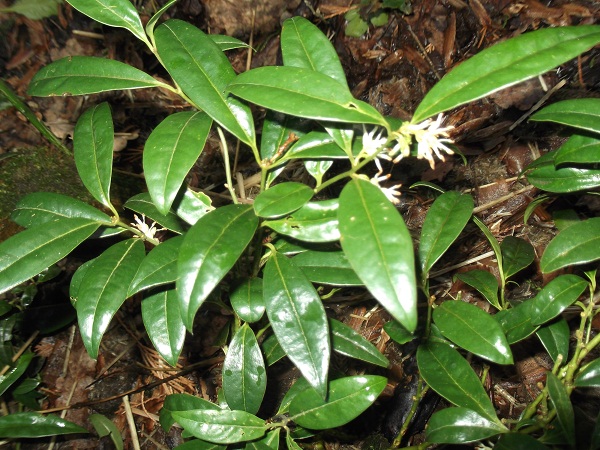 Sarcococca