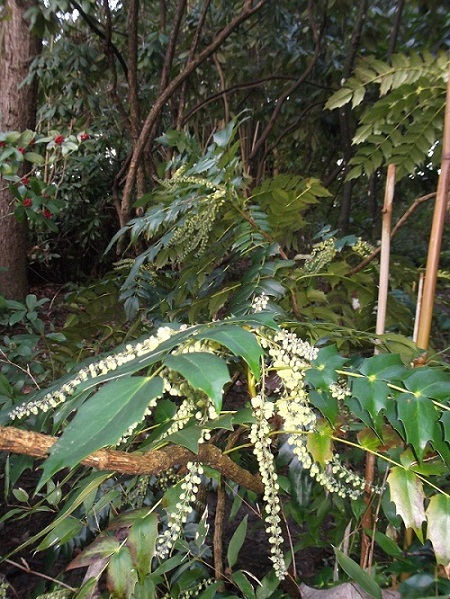 Mahonia japonica à l'odeur merveilleuse