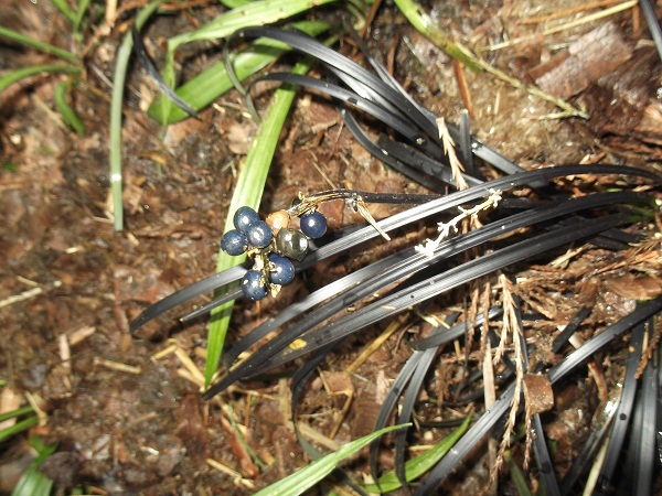 Ophiopogon en fruits