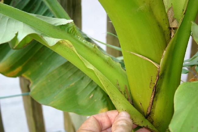 Détail