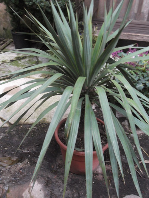 DSCF3238.JPG
