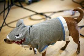 chien.jpg