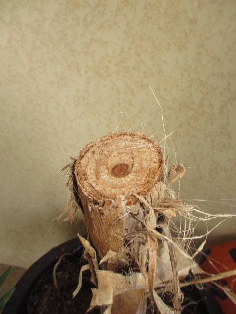 mars 2013 022.jpg