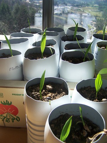 Sabals palmetto et bermudana.JPG