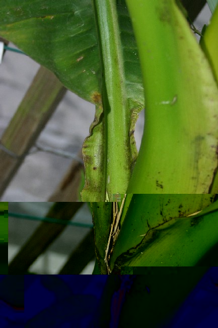 Détail