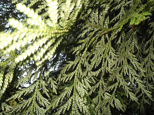 1 Feuillage de thuyopsis dolabrata évoquant les sélaginelles