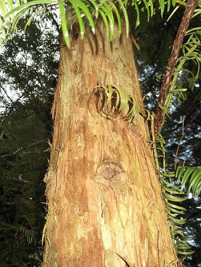 Tronc de sequoiadendron sempervirens