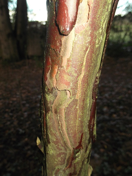 Tronc de cephalotaxus
