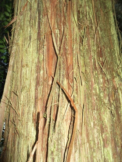 Cryptomeria japonica