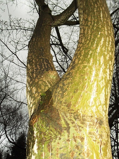 Acer davidii