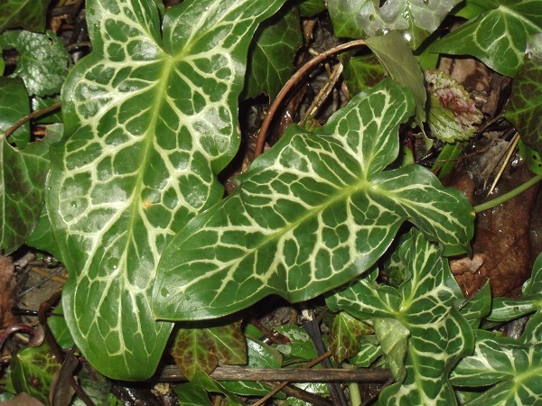 Un superbe couvre-sol d'hiver,Arum italicum:sa feuille rappelle certains philodendrons