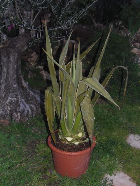 selloa variegata
