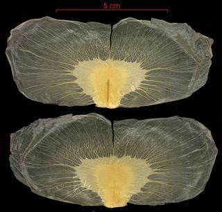Pithecoctenium_crucigerum_seed-wet,I_SP2696.jpg