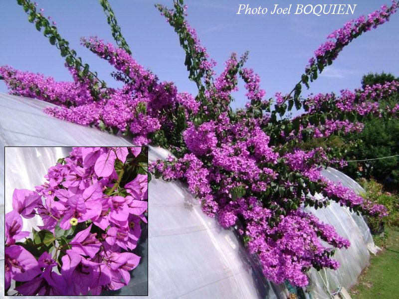 bougainville_specto_glabra.jpg