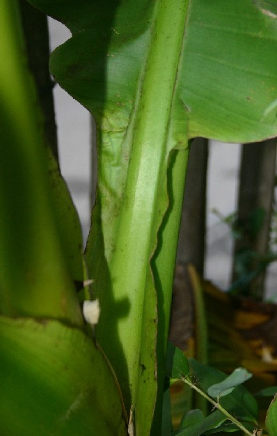 Détail