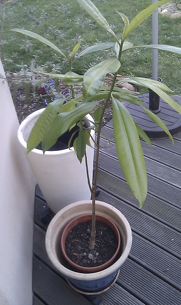 cerbera manghas (graine décorative germée il y'a 2 ans). Il fait presque 1m de haut...