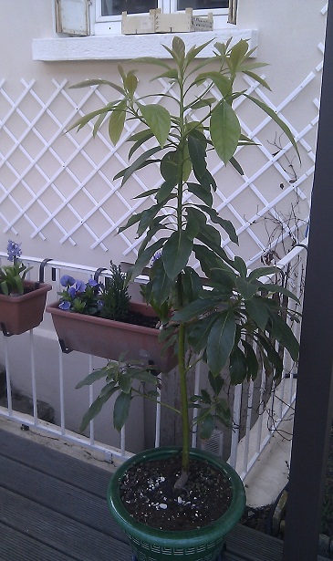 avocatier en pot