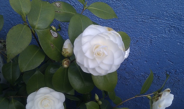 camelia japonica en fleurs
