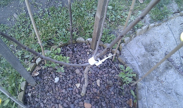 asiminier avec boutons floraux prêts à éclore
