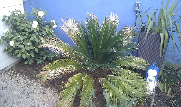 cycas revoluta et camelia japonica