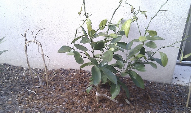 Bougainvillée x spectoglabra et mandariner satsuma