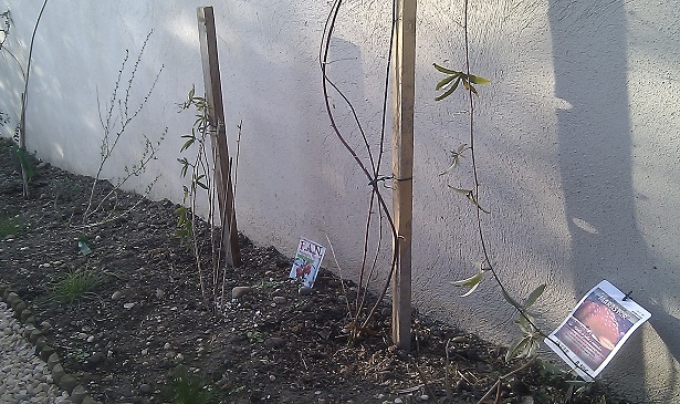 2 passiflores