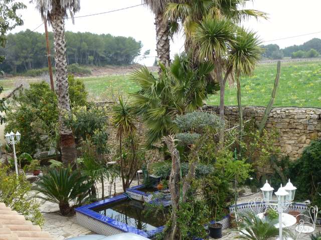 mes washingtonia robusta planté en 1992