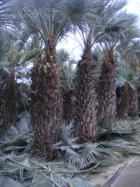DSC04950.JPG