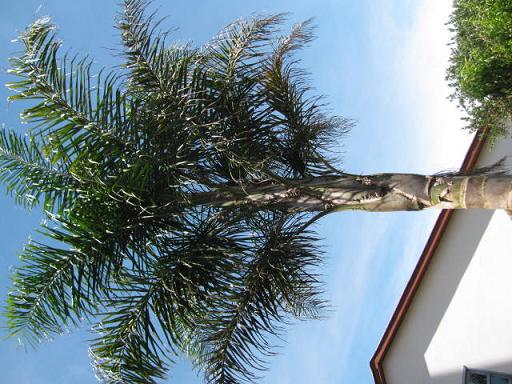 syagrus rom. dans un jardin Ã   sao joaquim