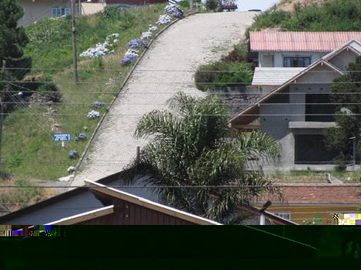 syagrus rom. dans un jardin Ã   sao joaquim