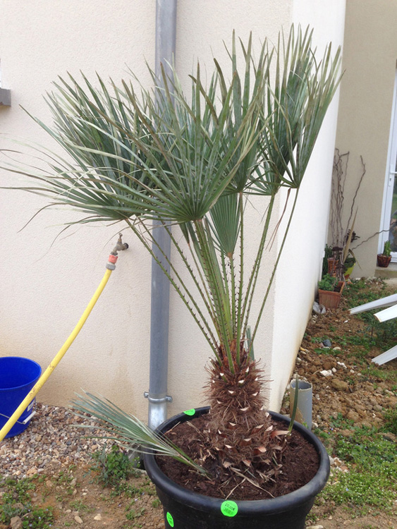 Cerifera, 30cm de stipe, 20€