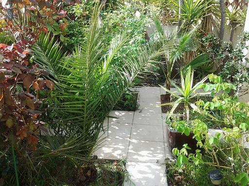 washingtonia1.jpg
