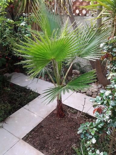 washingtonia2.jpg