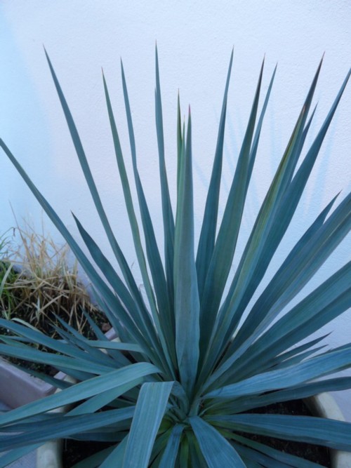 YUCCA3.jpg