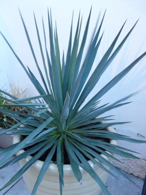 YUCCA 1.jpg