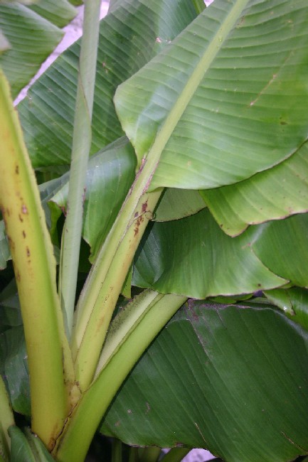 Détail du pétiole de basjoo type