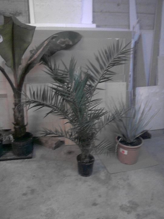 et un phoenix acheter a carf.... pour 6.90 €.