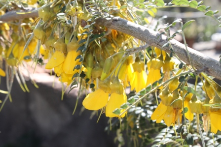 IMG_7815 sophora microphylla sun king.JPG