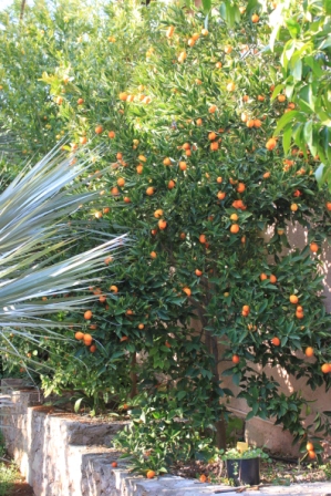 IMG_7862 Kumquat.JPG