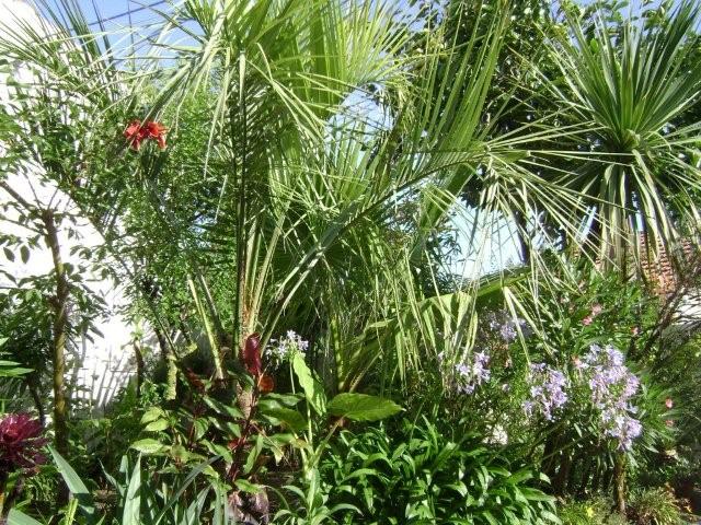 Butia capitata juillet 2008