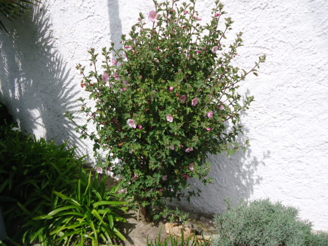 Sphaeralcea
