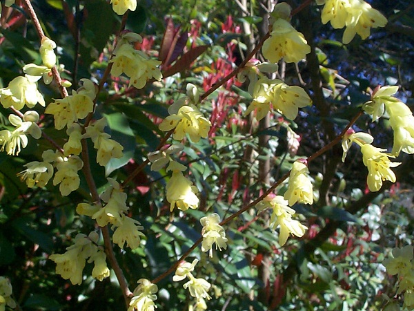 1)Corylopsis sur fond de photinias