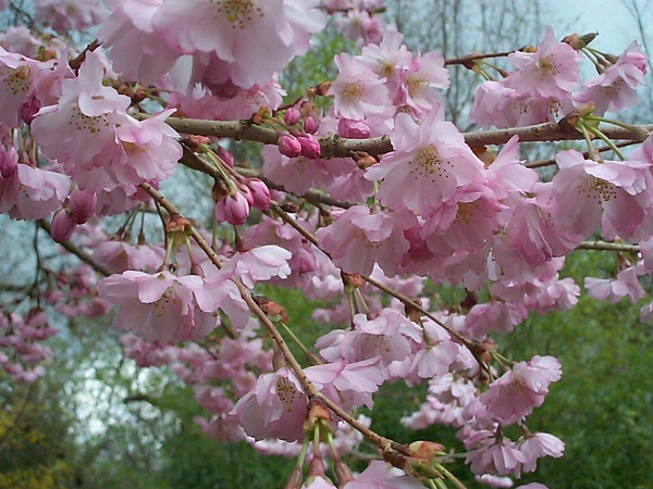 Incontournables &quot;sakuras&quot;