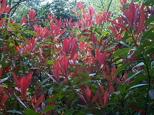 Photinia:il forme des haies magnifiques