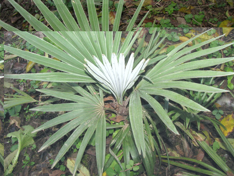 Trachycarpus princeps growing under sunlight