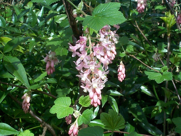 Un très beau ribes dont j'ignore le nom beaucoup plus clair que le type rose